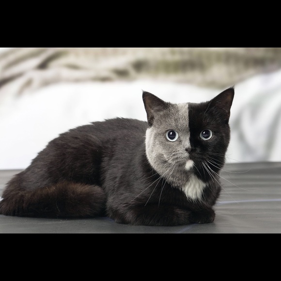 Meet your Posher, Marixiel - Picture 1 of 1